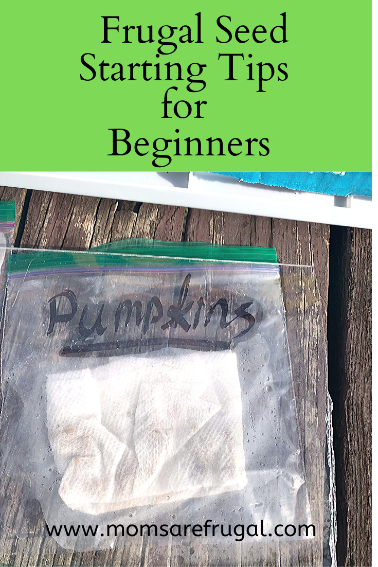 Frugal Seed Starting Tips for Beginners