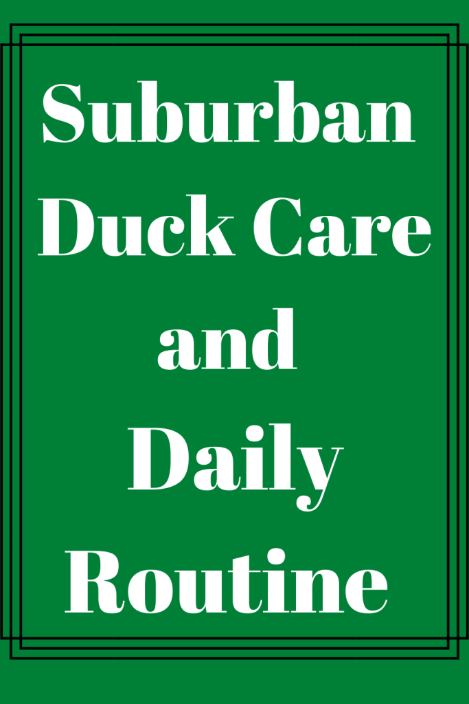 Suburban Duck Care and Daily Routine