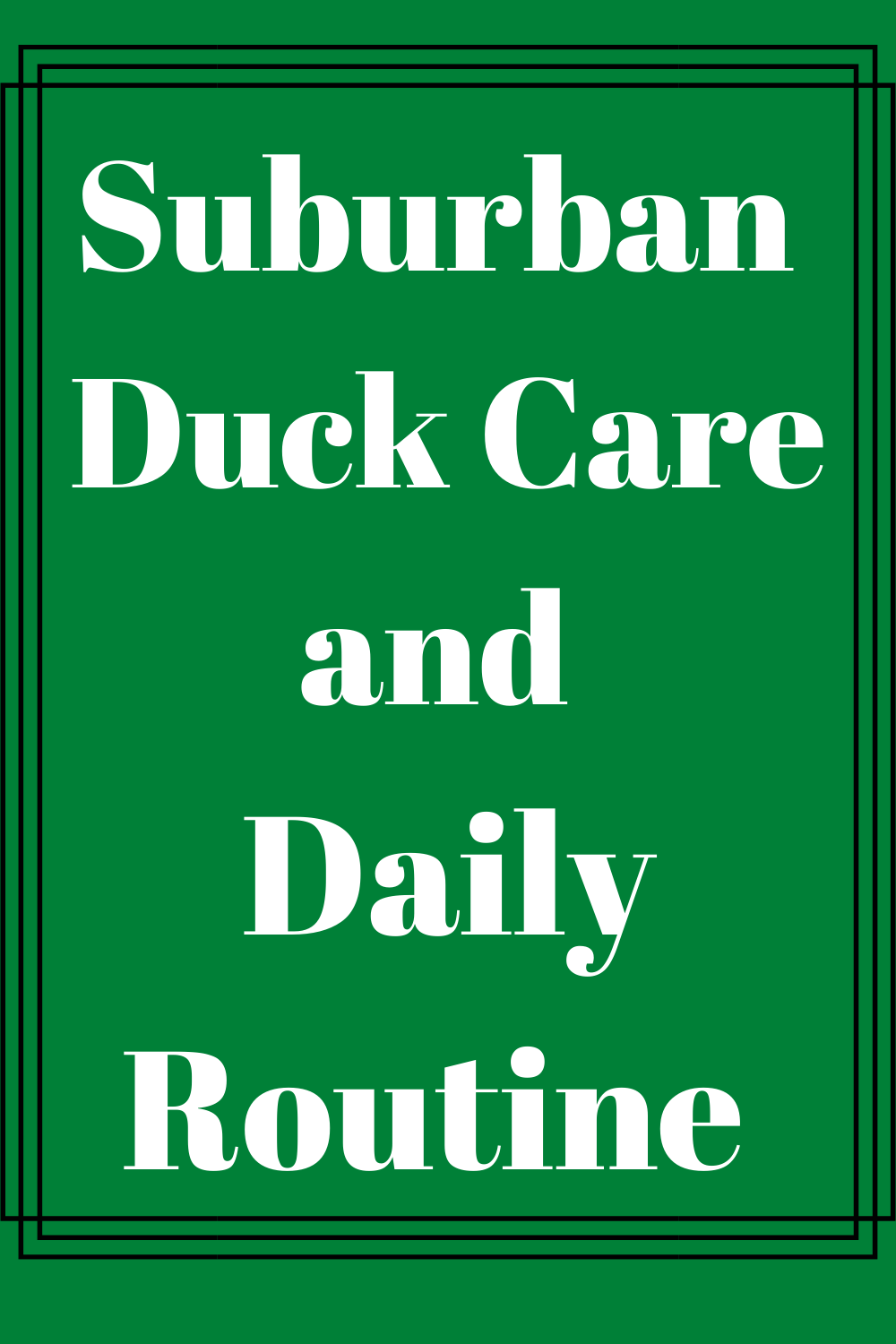 Suburban Duck Care and Daily Routine