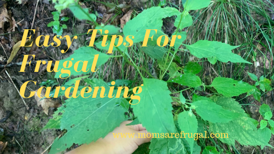 Easy Tips for Frugal Gardening