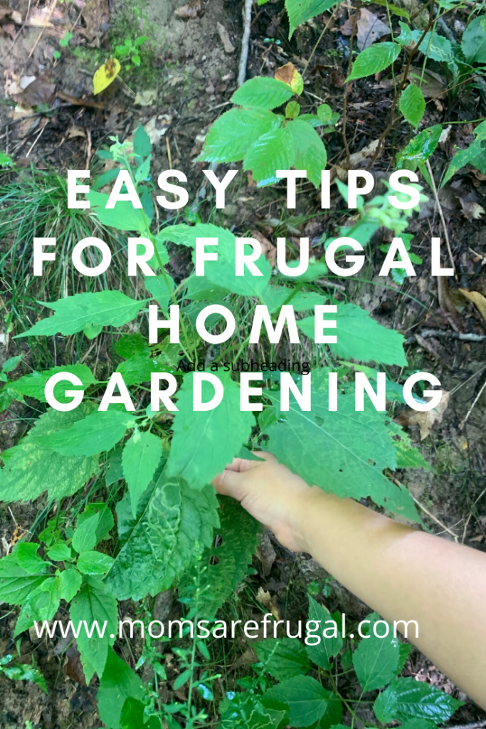 Easy tips for frugal home gardening