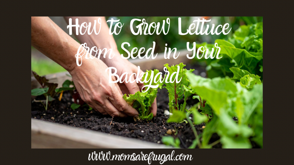 How to Grow Lettuce from Seed