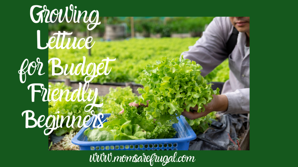 Growing Lettuce for Budget Friendly Beginners