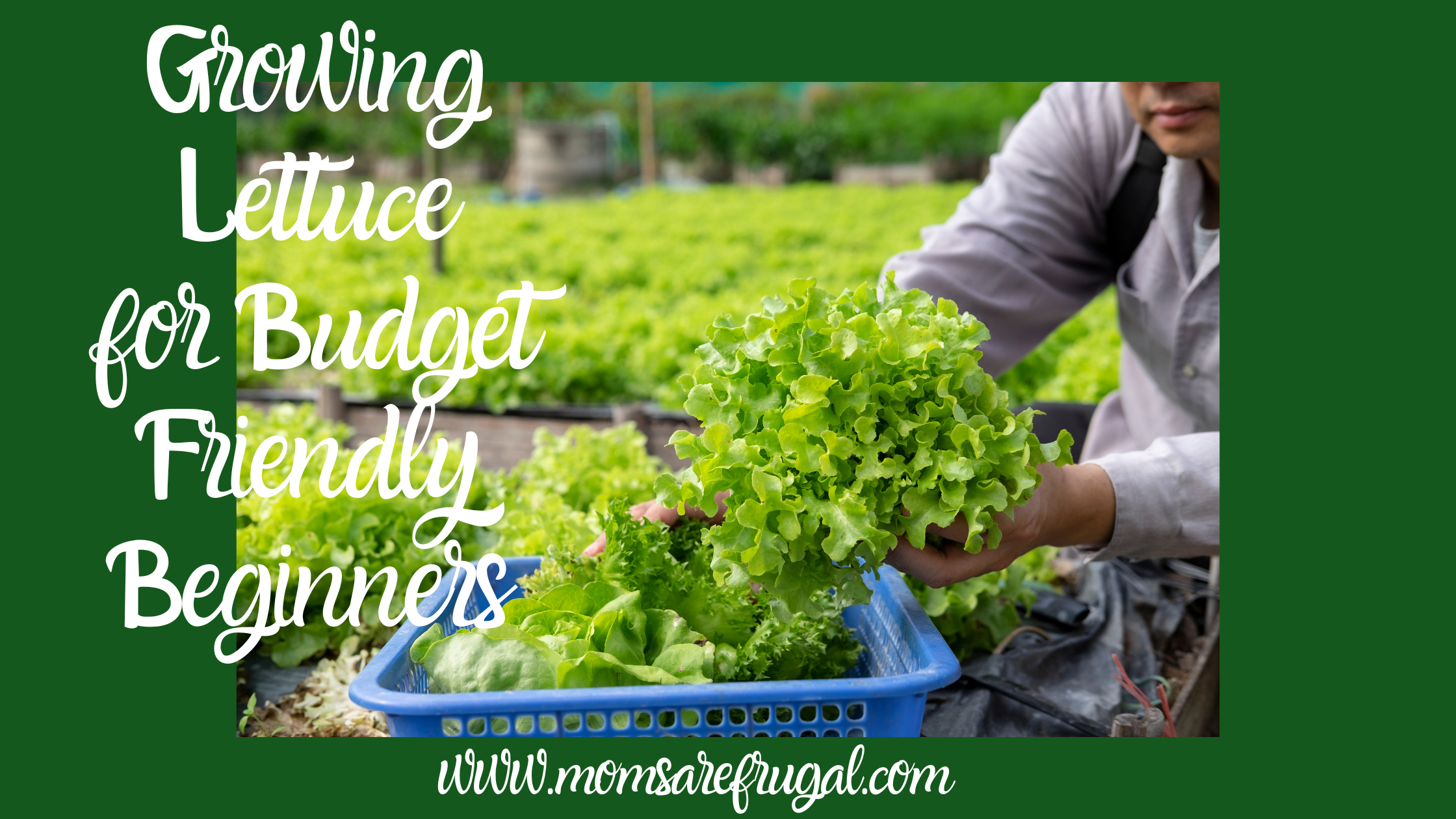 Growing Lettuce for Budget Friendly Beginners