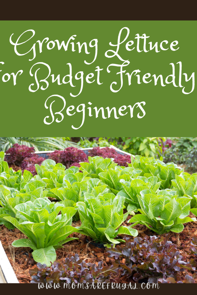 Growing Lettuce for Budget Friendly Beginners