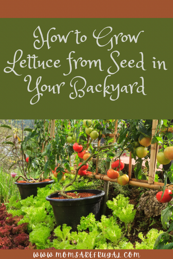 How to Grow Lettuce From Seed in your Backyard