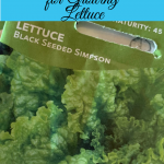 Frugal Garden Tips for Growing Lettuce