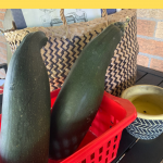 Frugal Gardening with Zucchini