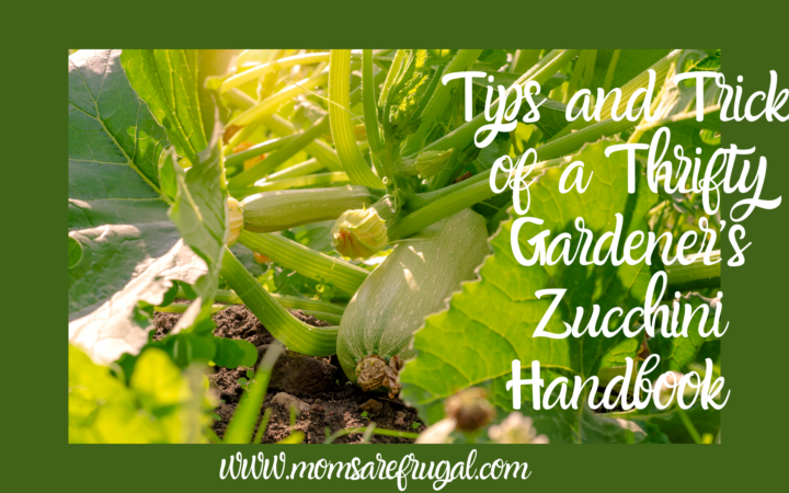Tips and Tricks of a Thrifty Gardener's Zucchini Handbook