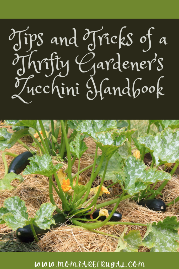 Tips and Tricks of a Thrifty Gardener's Zucchini Handbook