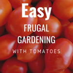 Easy Frugal Gardening with Tomatoes