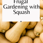 Frugal Gardening with Squash