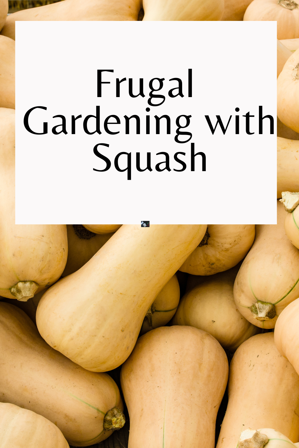 Frugal Gardening with Squash