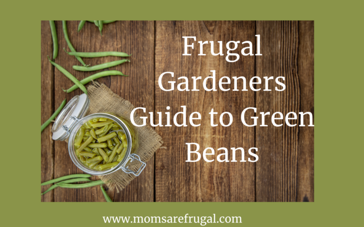 Frugal Gardeners Guide to Green Beans