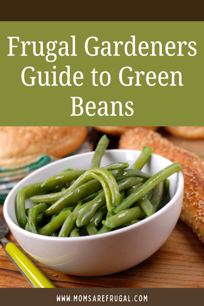 Frugal Gardener's Guide to Green Beans