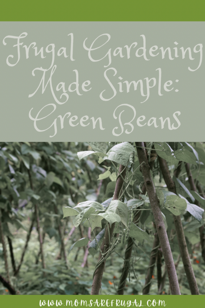 Frugal Gardening Made Simple: Green Beans