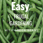 Easy Frugal Gardening  with Green Beans
