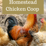 Suburban Homestead Chicken Coop Design
