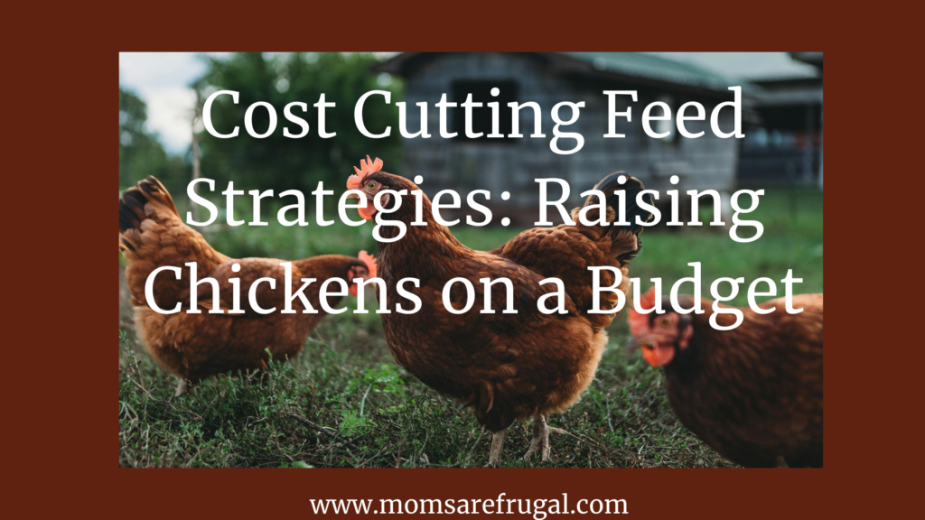 Cost Cutting Feed Strategies: Raising Chickens on a Budget