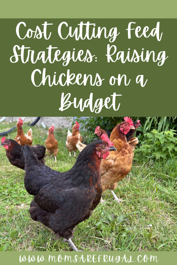Cost Cutting Feed Strategies: Raising Chickens on a Budget