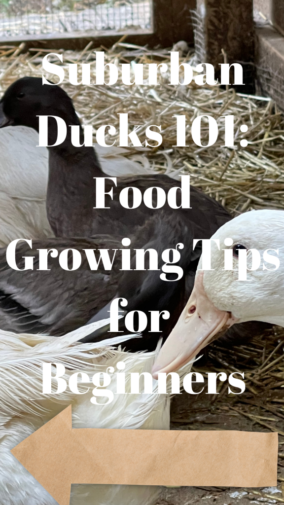 Suburban Ducks: food growing tips for beginners