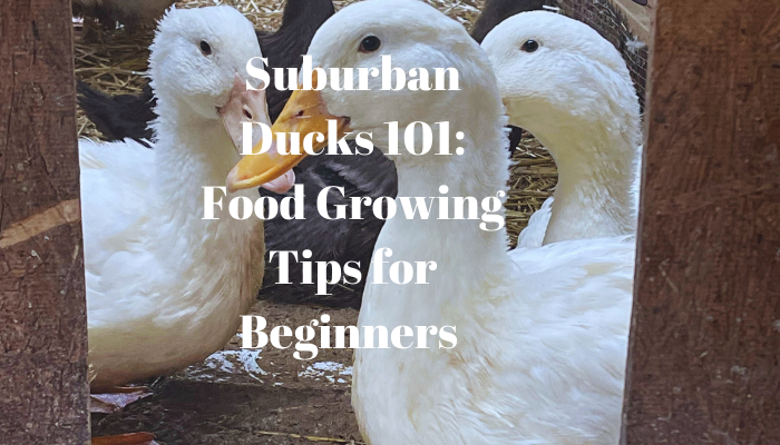 Suburban Ducks: food growing tips for beginners