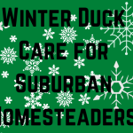 Winter Duck Care on a Suburban Homestead