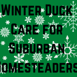 Winter Duck Care for Suburban Homesteads