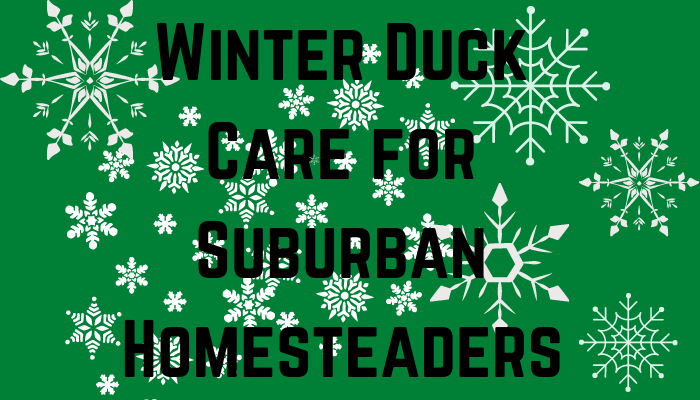 Winter Duck Care for Suburban Homesteads
