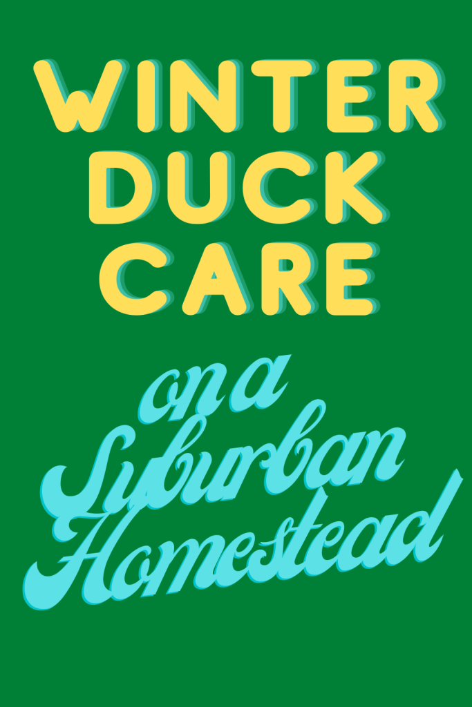 Winter Duck Care for Suburban Homestead