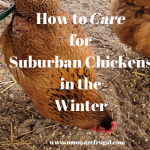 How to Care for Suburban Chickens in the Winter