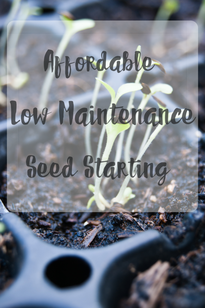 Affordable Low Maintenance Seed Starting Tips