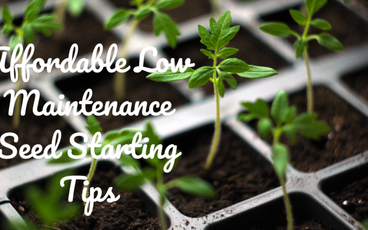 Affordable Low Maintenance Seed Starting Tips