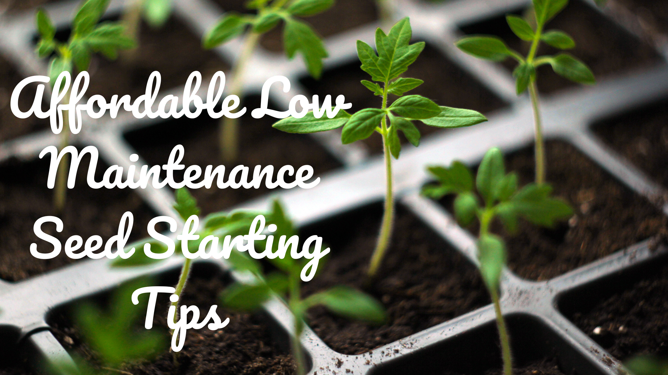 Affordable Low Maintenance Seed Starting Tips