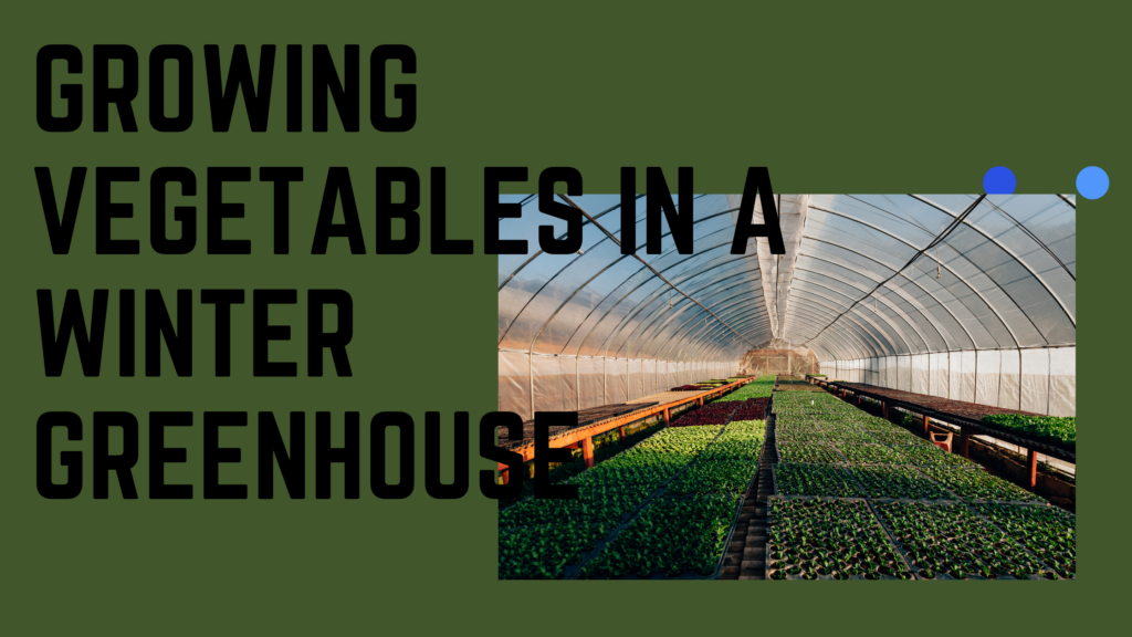 Growing vegetables in a Winter Greenhouse