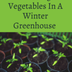 Growing Vegetables In A Winter Greenhouse