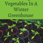 Growing Vegetables in A Winter Greenhouse