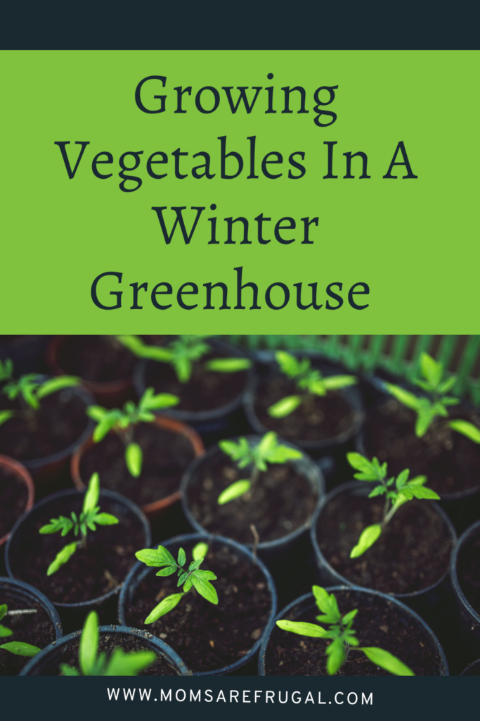 Growing Vegetables in A Winter Greenhouse