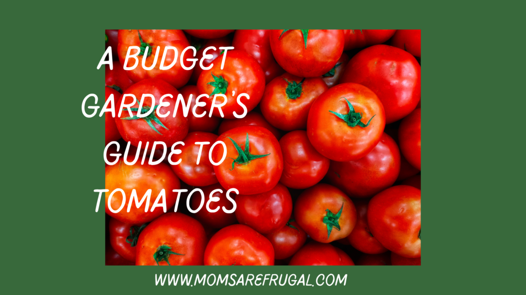 The Budget Gardener's Guide to Tomatoes