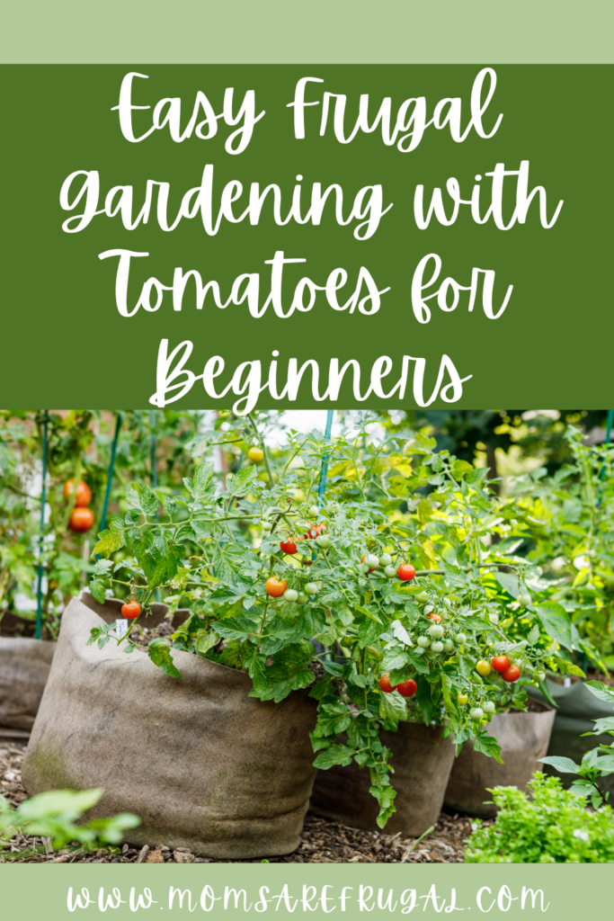 Frugal Gardening with Tomatoes for Beginners