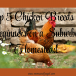 5 Chicken Breeds for Beginners on a Suburban Homestead