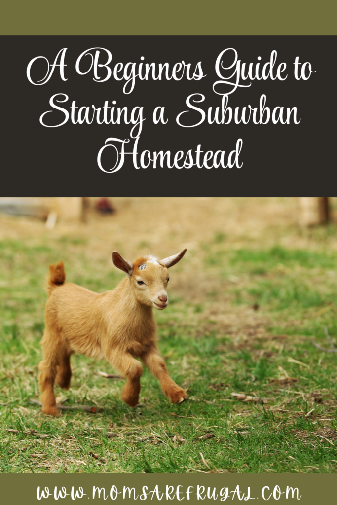 A Beginner's Guide to Starting a Suburban Homestead.