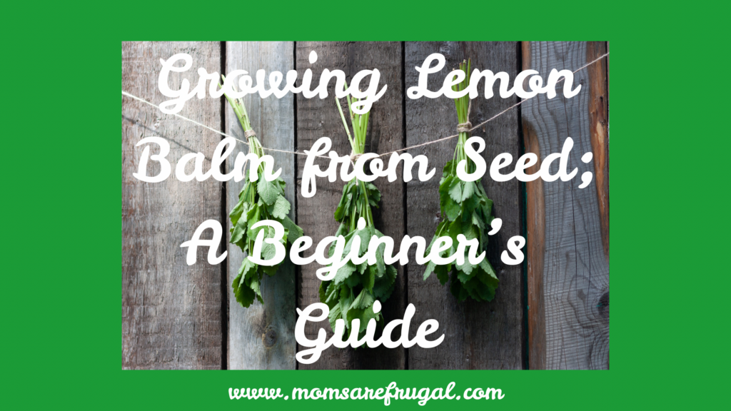Growing Lemon Balm from Seed: A Beginner’s Guide