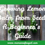 Your the Star Blog Hop Growing Lemon Balm from Seed: A Beginner’s Guide
